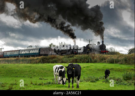 Bury, Lancashire, UK. 18. Okt 2019. Der erste Tag des jährlichen Herbst Dampf auf der East Lancashire Eisenbahn. Die freiwillige laufen Heritage Railway ist einer der festen Favoriten mit Dampf Enthusiasten, die aus dem ganzen Land reisen, um die dreitägige Veranstaltung zu besuchen. Favoriten aus dem Osten des Lancashire Eisenbahn Home Flotte hinzukommen, und special guest Lokomotiven für den Dampf spektakulär! Ein gehört der Kühe tragen auf dem Essen das Gras als Motoren BR Nr. 52322 und BR-Standard Klasse 4 2-6-4T Nr. 80080 bereit Grate stop in Manchester Lancashire zu verlassen. Bild von der Credit: Paul Heyes/Alamy leben Nachrichten Stockfoto