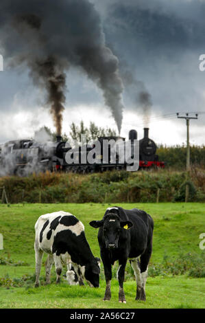 Bury, Lancashire, UK. 18. Okt 2019. Der erste Tag des jährlichen Herbst Dampf auf der East Lancashire Eisenbahn. Die freiwillige laufen Heritage Railway ist einer der festen Favoriten mit Dampf Enthusiasten, die aus dem ganzen Land reisen, um die dreitägige Veranstaltung zu besuchen. Favoriten aus dem Osten des Lancashire Eisenbahn Home Flotte hinzukommen, und special guest Lokomotiven für den Dampf spektakulär! Ein gehört der Kühe tragen auf dem Essen das Gras als Motoren BR Nr. 52322 und BR-Standard Klasse 4 2-6-4T Nr. 80080 bereit Grate stop in Manchester Lancashire zu verlassen. Bild von der Credit: Paul Heyes/Alamy leben Nachrichten Stockfoto