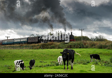 Bury, Lancashire, UK. 18. Okt 2019. Der erste Tag des jährlichen Herbst Dampf auf der East Lancashire Eisenbahn. Die freiwillige laufen Heritage Railway ist einer der festen Favoriten mit Dampf Enthusiasten, die aus dem ganzen Land reisen, um die dreitägige Veranstaltung zu besuchen. Favoriten aus dem Osten des Lancashire Eisenbahn Home Flotte hinzukommen, und special guest Lokomotiven für den Dampf spektakulär! Ein gehört der Kühe tragen auf dem Essen das Gras als Motoren BR Nr. 52322 und BR-Standard Klasse 4 2-6-4T Nr. 80080 bereit Grate stop in Manchester Lancashire zu verlassen. Bild von der Credit: Paul Heyes/Alamy leben Nachrichten Stockfoto