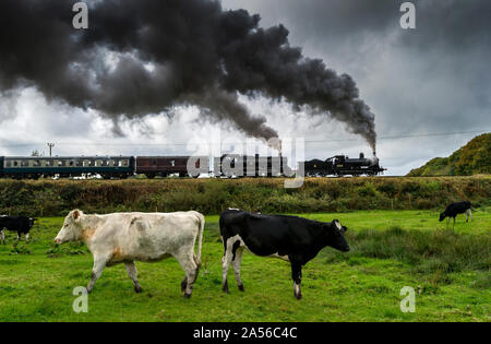 Bury, Lancashire, UK. 18. Okt 2019. Der erste Tag des jährlichen Herbst Dampf auf der East Lancashire Eisenbahn. Die freiwillige laufen Heritage Railway ist einer der festen Favoriten mit Dampf Enthusiasten, die aus dem ganzen Land reisen, um die dreitägige Veranstaltung zu besuchen. Favoriten aus dem Osten des Lancashire Eisenbahn Home Flotte hinzukommen, und special guest Lokomotiven für den Dampf spektakulär! Ein gehört der Kühe tragen auf dem Essen das Gras als Motoren BR Nr. 52322 und BR-Standard Klasse 4 2-6-4T Nr. 80080 bereit Grate stop in Manchester Lancashire zu verlassen. Bild von der Credit: Paul Heyes/Alamy leben Nachrichten Stockfoto