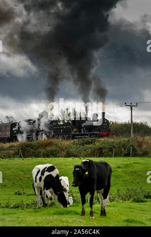 Bury, Lancashire, UK. 18. Okt 2019. Der erste Tag des jährlichen Herbst Dampf auf der East Lancashire Eisenbahn. Die freiwillige laufen Heritage Railway ist einer der festen Favoriten mit Dampf Enthusiasten, die aus dem ganzen Land reisen, um die dreitägige Veranstaltung zu besuchen. Favoriten aus dem Osten des Lancashire Eisenbahn Home Flotte hinzukommen, und special guest Lokomotiven für den Dampf spektakulär! Ein gehört der Kühe tragen auf dem Essen das Gras als Motoren BR Nr. 52322 und BR-Standard Klasse 4 2-6-4T Nr. 80080 bereit Grate stop in Manchester Lancashire zu verlassen. Bild von der Credit: Paul Heyes/Alamy leben Nachrichten Stockfoto