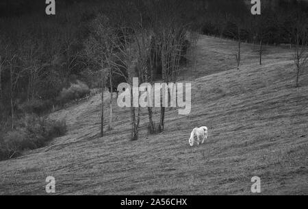 Schwarz-weiß Bild von Pferd Weiden. Stockfoto