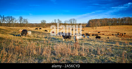 Grasende Kühe auf einem Feld. Stockfoto