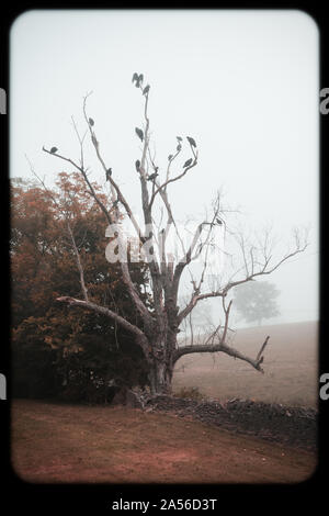 Geier in einem toten Baum Stockfoto