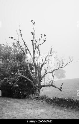 Geier in einem toten Baum Stockfoto