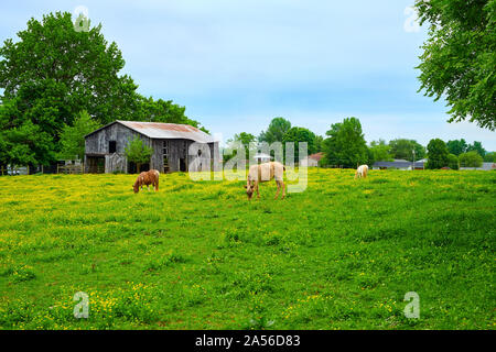 Pferde grasen auf frischen Frühling Gras in einem Feld. Stockfoto