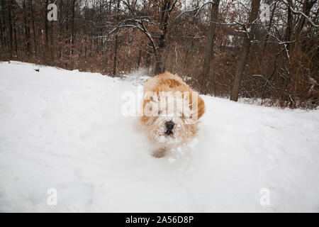 Laden Hund im Schnee, auf. Stockfoto