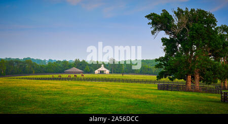 Pferde grasen auf einer Pferdefarm in Kentucky. Stockfoto