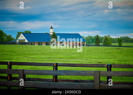 Zwei reinrassige Pferde grasen in einem Feld mit Pferdestall im Hintergrund. Stockfoto