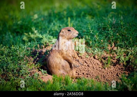 Prairie Dog auf Alarm am Devils Tower National Monument. Stockfoto