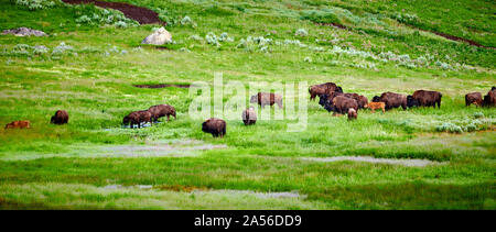 Herde Bisons grasen in Yellowstone National Park. Stockfoto
