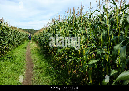 Pfad durch ein riesiges Mais (Mais) Plantage Stockfoto