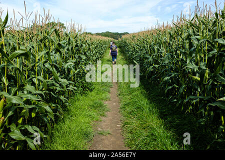 Pfad durch ein riesiges Mais (Mais) Plantage Stockfoto