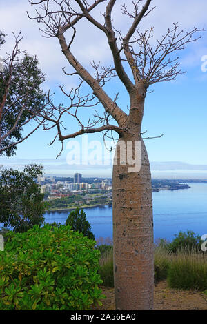 Ansicht eines Boab Tree (adansonia Gregorii) in Kings Park, mit Blick auf die Stadt Perth, Western Australia Stockfoto