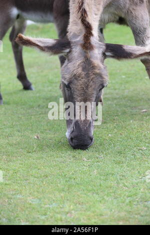 Kopf geschossen Foto einer New Forest pony Beweidung Stockfoto