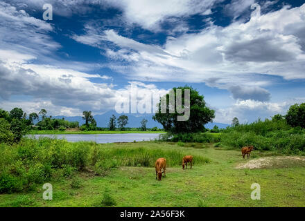 Herde von kuh weide Gras in der Wiese. Braune Kuh auf der Weide. Rind Kuh die Rinderzucht. Viehbestand. Animal Farm Feld in der Nähe von Fluss und die Berge. Stockfoto