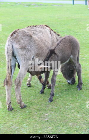 Fohlen Säugen auf Mutter Pony in New Forest, Hampshire, Großbritannien Stockfoto