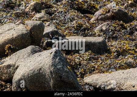 Ein austernfischer (Haematopus ostralegus) hoch auf einem Felsen Stockfoto