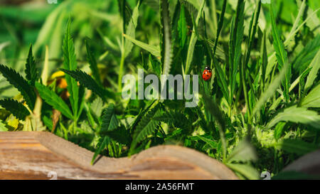 Marienkäfer close-up auf Cannabis Leaf, Anbau von Cannabis Indica, Ernte in Holzkiste Stockfoto