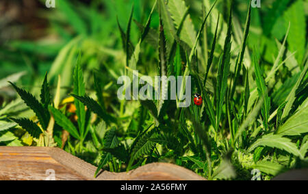 Marienkäfer close-up auf Cannabis Leaf, Anbau von Cannabis Indica, Ernte in Holzkiste Stockfoto