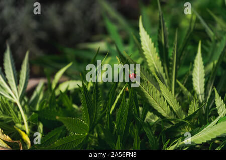 Marienkäfer close-up auf Cannabis Leaf, Anbau von Cannabis Indica, Ernte in Holzkiste Stockfoto