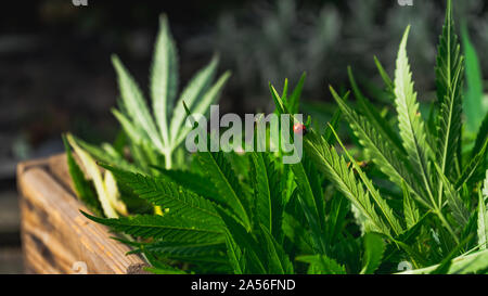 Marienkäfer close-up auf Cannabis Leaf, Anbau von Cannabis Indica, Ernte in Holzkiste Stockfoto