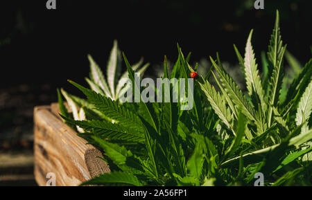 Marienkäfer close-up auf Cannabis Leaf, Anbau von Cannabis Indica, Ernte in Holzkiste Stockfoto