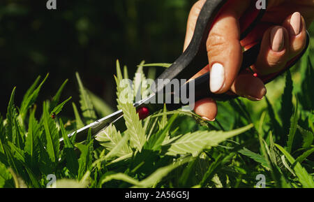Anbau von Cannabis Indica, close-up auf mit einer Schere Cannabispflanze zu trimmen Stockfoto