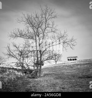 Alten Tabakscheune auf einem Hügel. Stockfoto