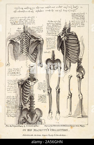 Francesco Bartolozzi nach Leonardo Da Vinci, Blatt von anatomischen Studien des Postcranial Knochen, (Skelett), Gravieren, 1795 Stockfoto
