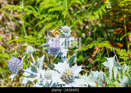 Butterly ein distelfalter (Vanessa cardui) auf die Blumen einer Sea Holly (Eryngium maritimum) Stockfoto