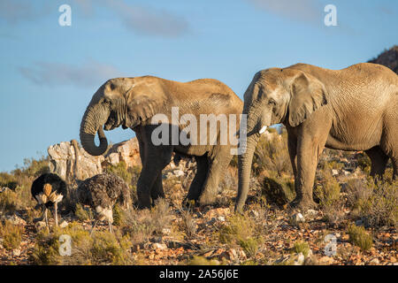 Strauße und Elefanten in der Natur finden, Touws River, Western Cape, Südafrika Stockfoto