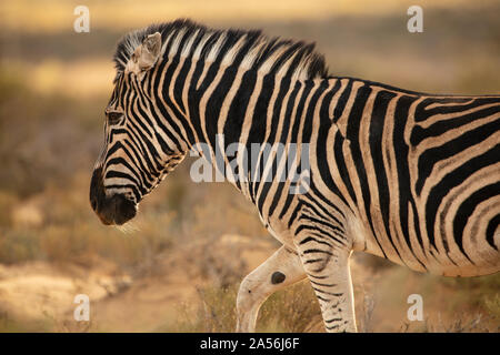 Zebra im Naturschutzgebiet, Touws River, Western Cape, Südafrika Stockfoto