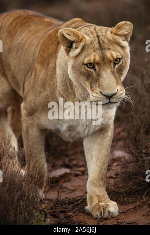 Löwin im Naturschutzgebiet, Touws River, Western Cape, Südafrika Stockfoto