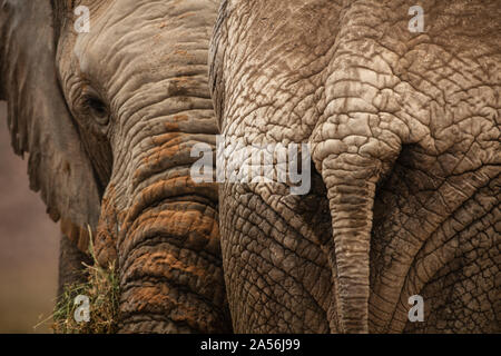 Elefanten in Nature Reserve Touws River, Western Cape, Südafrika Stockfoto