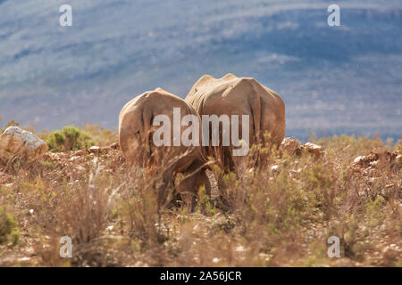 Rückspiegel von Elefanten in der Natur finden, Touws River, Western Cape, Südafrika Stockfoto