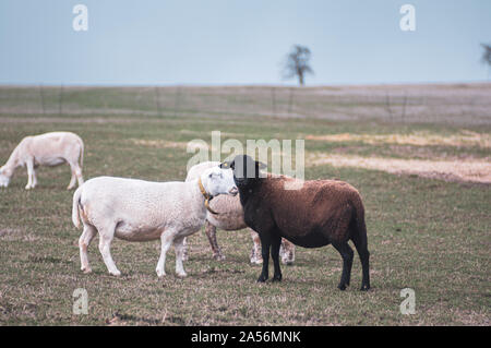 Herde Schafe auf trockenen Weide mit blassblauen Himmel Stockfoto