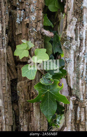 Efeu wächst in einem brokend Stamm eines alten Baumes. Neue Blätter von hellgrüner Farbe. Sao Miguel, Azoren, Portugal. Stockfoto