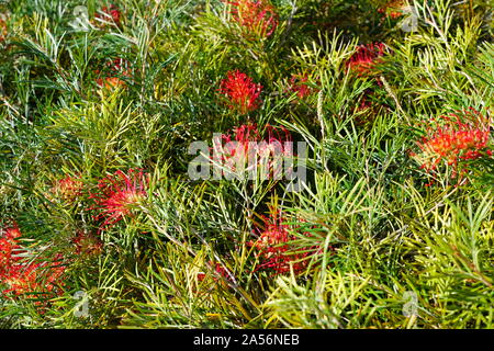 Lange orange Pinsel Blumen der grevillea (spider Blume, silky Oak, Zahnbürste Werk) auf einem Strauch in Australien Stockfoto