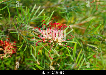 Lange orange Pinsel Blumen der grevillea (spider Blume, silky Oak, Zahnbürste Werk) auf einem Strauch in Australien Stockfoto