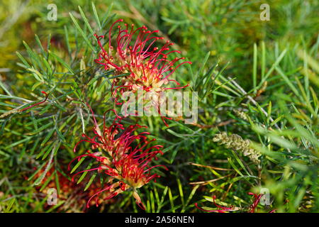 Lange orange Pinsel Blumen der grevillea (spider Blume, silky Oak, Zahnbürste Werk) auf einem Strauch in Australien Stockfoto