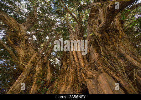 2.700 Jahre alte Eibe in der Kirche Hof von All Saints' in Norbury, Shropshire, Großbritannien. Stockfoto