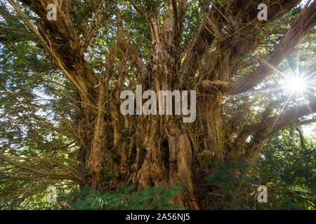 2.700 Jahre alte Eibe in der Kirche Hof von All Saints' in Norbury, Shropshire, Großbritannien. Stockfoto