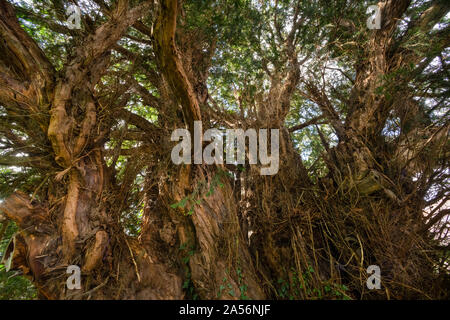 2.700 Jahre alte Eibe in der Kirche Hof von All Saints' in Norbury, Shropshire, Großbritannien. Stockfoto