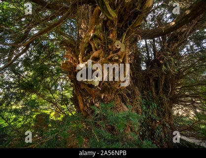 2.700 Jahre alte Eibe in der Kirche Hof von All Saints' in Norbury, Shropshire, Großbritannien. Stockfoto