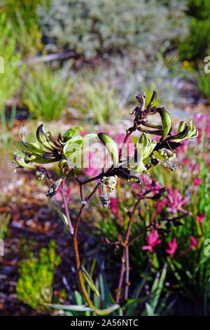 Anzeigen eines Schwarzen Kangaroo Paw Blume (Macropidia fuliginosa) in Australien Stockfoto