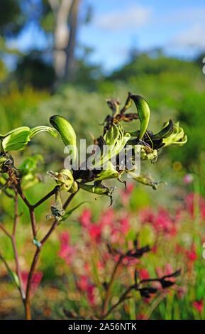 Anzeigen eines Schwarzen Kangaroo Paw Blume (Macropidia fuliginosa) in Australien Stockfoto