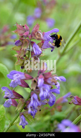 Lila Blume, Bienen, Makro 2018 Stockfoto