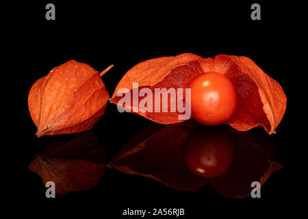 Gruppe von zwei ganze Frische orange Physalis auf schwarzem Glas isoliert Stockfoto