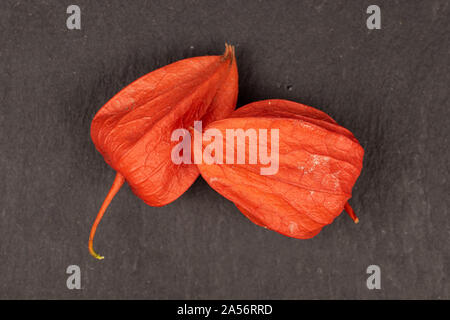 Gruppe von zwei ganze Frische orange Physalis flatlay am grauen Stein Stockfoto